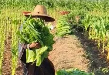 Biaya Produksi Tembakau 2026 Meningkat, Petani Pasongsongan Minta Harga Sesuai
