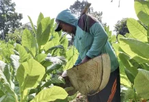 Petani Pasongsongan Keluhkan Tingginya Biaya Produksi Tembakau