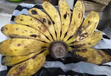 Pisang Kepok, Primadona untuk Diolah Jadi Aneka Camilan Rumahan