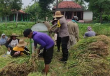 Bhabinkamtibmas Polsek Ambunten Polresta Sumenep Panen Bersama Petani
