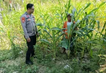 Personel Polsek Batuputih Polresta Sumenep Pantau Tanaman Jagung Warga