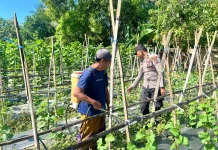 Personel Polsek Prenduan Polresta Sumenep Pantau Budidaya Melon Warga