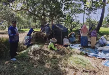 Panen Oplah Tengedan, Batuputih Sumenep Capai 5 Hektar