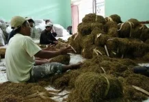Memasuki Masa Panen, PR Lokal Diminta Serap Maksimal Hasil Panen Tembakau