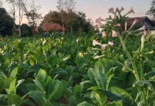 Panen Awal Tembakau Hampir Merata di Semua Kecamatan
