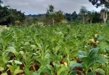 Petani Sumenep Tunda Panen Daun tengah Demi Jaga Kualitas Tembakau