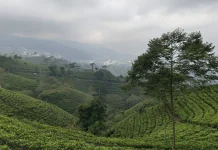 Mitos vs Fakta Perkebunan Teh! Benarkah Ada Penunggu di Perkebunan Teh?