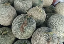 Tips Memilih Buah Melon yang Manis dan Segar