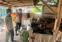 Anggota Polsek Batuputih Cek Ternak Warga Dukung Ketahanan Pangan