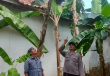 Polsek Batuputih Polresta Sumenep Dorong Ketahanan Pangan Warga