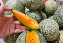 Melon Hami, Buah Premium Berdaging Oranye yang Manis dan Menyegarkan