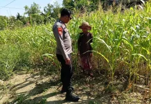 Polsek Batuputih Pantau Tanaman Jagung Warga Program P2B