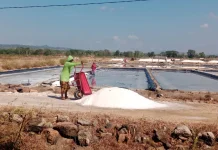 Harga Garam Mulai Tertekan, Petani Cemas Menanti Panen