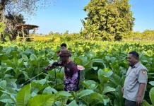 KKN Universitas Wiraraja Dorong Pertanian Ramah Lingkungan melalui Green Social