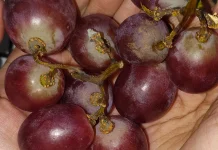 Sering Jadi Camilan, ternyata Anggur Merah Punya Kandungan Baik untuk Kesehatan