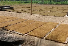 Musim Kemarau Bagus, Harga Tembakau Terus Menguat