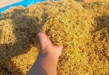 Hasil Panen Tembakau di Sumenep Diperkirakan Tembus 9.600 Ton