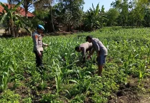 Polsek Batuputih Monitor Tanaman Jagung P2B