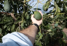 Superfood Favorit, Pertanian Alpukat Ancaman Tersembunyi bagi Lingkungan