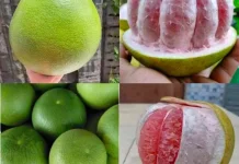 Jeruk Bali buah Rasanya Segar dan Cocok Dinikmati Bersama Keluarga