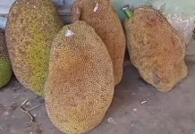 Buah Nangka Punya Tempat Tersendiri di Hati Warga Sumenep