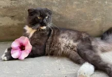 Bukan Cuma Manusia, Kucing juga Bisa Donor Darah!