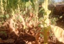 Harga Tembakau Krosok Sumenep Menanjak, Petani Panen Syukur