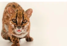 Tilcayo, Kucing Liar Baru dari Hutan Awan Bolivia