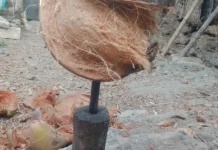 Cara Tradisional Warga Sumenep Kupas Sabut Kelapa