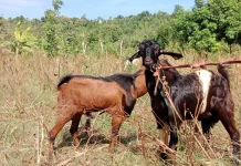 Bolehkah Kambing Satu Testis untuk Kurban?