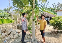 Polsek Batuputih Monitoring Pekarangan Pangan Bergizi di Larangan Kerta