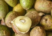 Matoa, Buah Tropis Khas Papua yang Mulai Diminati Warga Sumenep