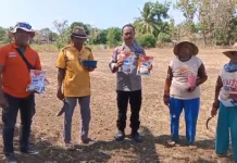 Demplot Jagung di Saronggi Jadi Uji Varietas Unggul untuk Petani