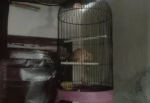 Burung Derkuku Masih Digemari, Suaranya Jadi Daya Tarik Utama