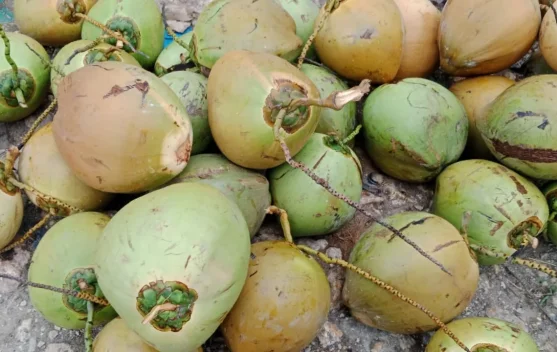 Segelas Kelapa Muda, Penghilang Dahaga saat Buka Puasa