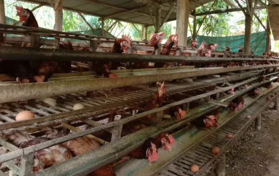 Beternak Ayam Petelur Masih Digeluti