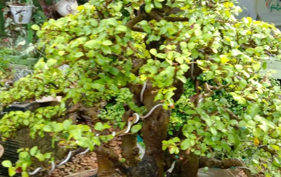 Hobi Tanaman Bonsai Masih Diminati