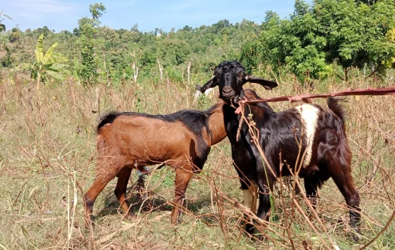 Harga Kambing Kurban di Sumenep Mulai Naik