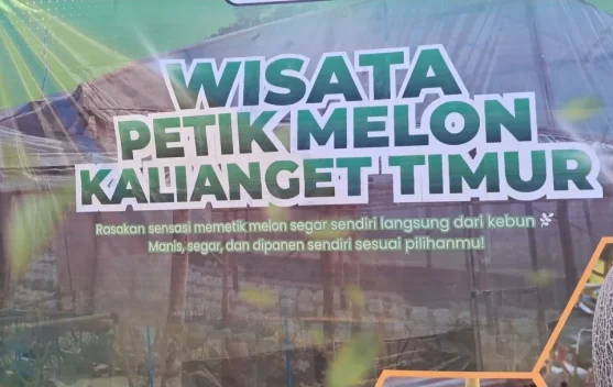 Wisata Petik Melon Kalianget Timur Jadi Daya Tarik Edukasi dan Ekonomi Warga
