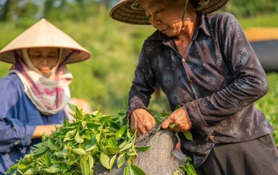 Harga Pupuk Melonjak, Krisis Utang Petani Thailand Kian Memburuk
