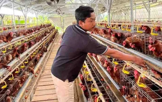 Harga Telur Anjlok, Peternak Sumenep Minta Pemerintah Perkuat Intervensi Pasar