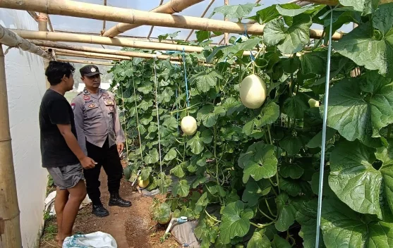 Dukung Ketahanan Pangan, Anggota Polsek Kalianget Dampingi Petani Melon