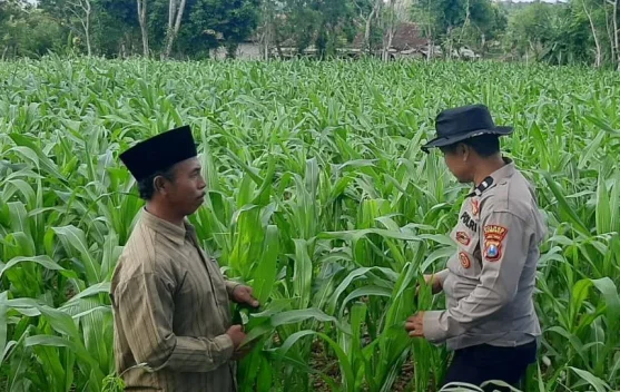 Polsek Batuputih Dampingi Petani Jagung