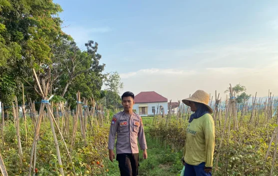 Bhabinkamtibmas Pasongsongan Dampingi Petani Tomat Dukung Ketahanan Pangan