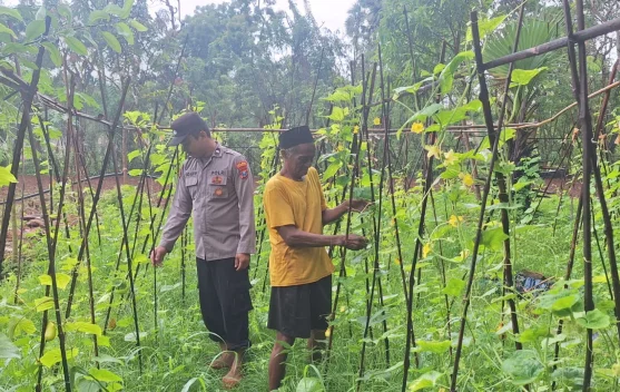 Bhabinkamtibmas Polsek Dungkek Pantau Kebun Mentimun Warga