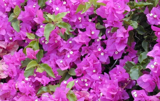 Menyambut Kemarau, Bougainvillea Tetap Mekar di tengah Cuaca Terik