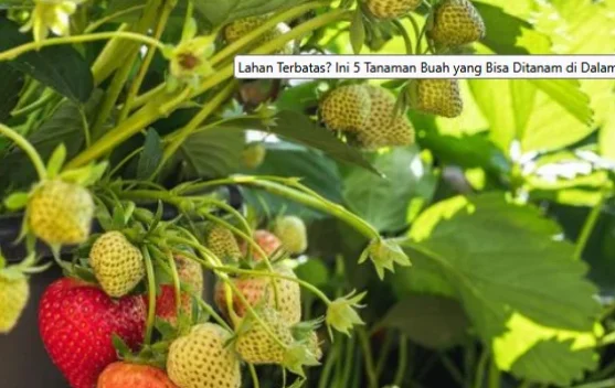 Lima Buah Praktis Tumbuh dalam Pot
