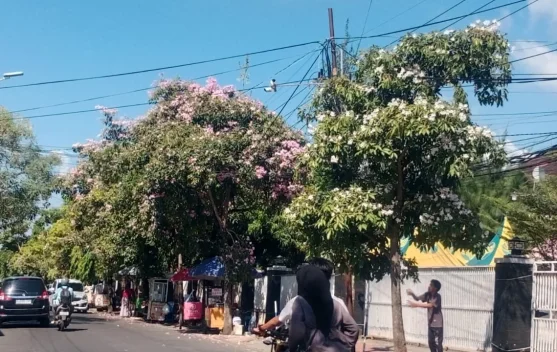 Bunga Bermekaran, "Sakura Indonesia" Percantik Jalan Dokter Cipto Sumenep