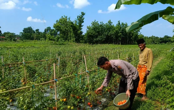 Bhabinkamtibmas Polsek Dasuk Dampingi Petani Tomat