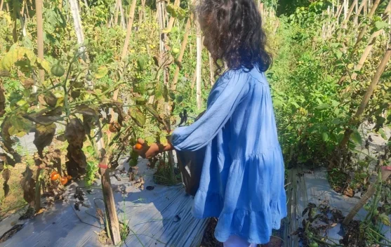 Liburan Edukatif: Belajar Bertani Sambil Memetik Tomat di Kebun